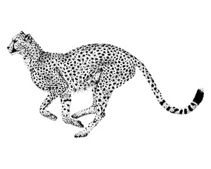 Running Cheetah - Points / Dot Design, Vector Graphic 