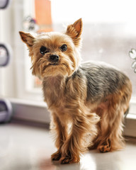 Dog Yorkshire Terrier on blurred background of home interior