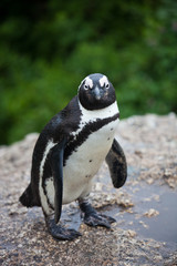 Fototapeta premium African penguin (Spheniscus demersus) on Boulders Beach near Cape Town South Africa