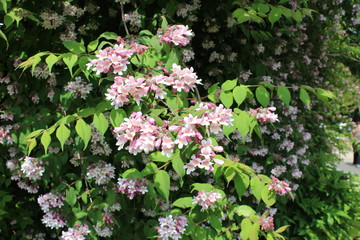 White flowers in a bush