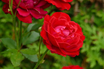 Rote Rose