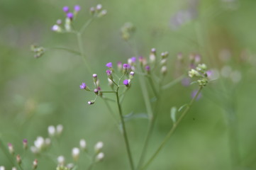 blue flowers on green background