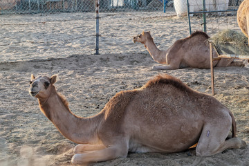 Group of camels resting in the desert of Abu Dhabi. UAE