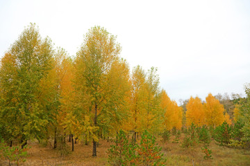 Yellow woods in the field