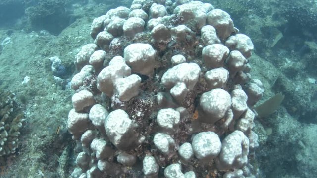 Coral reef scenics of the Sea of Cortez, Baja California Sur, Mexico. 