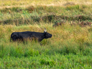 Black bull in meadow