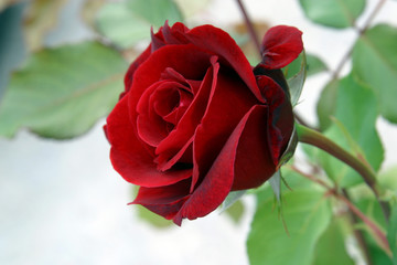 Red rose
