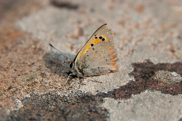 Butterfly Flower Green