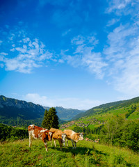 Obraz premium Small herd of cows graze in the Alpine meadow