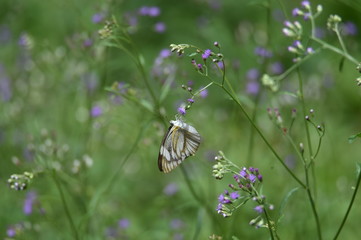 bee on flower
