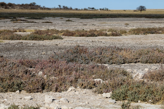Halophytische Pflanzen in der Etosha-Salzpfanne