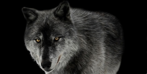 Schwarzer Wolf auf schwarzem Hintergrund