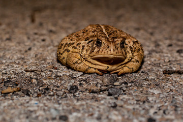 American toad in Texas, on the road at night with bent arms