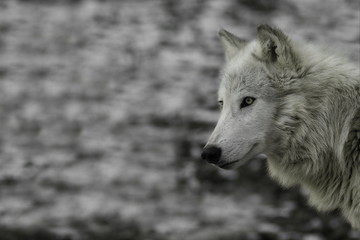 Weißer Wolf Potrait