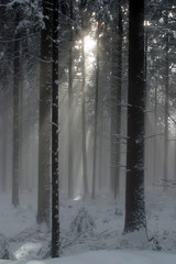 Winter landscape trees under snow