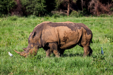 Fototapeta premium White rhino, covered in mud, eating grass in City of Tshwane, Gauteng, South Africa