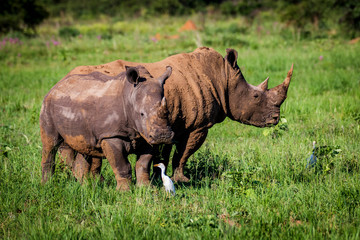 Two white rhinos, covered in mud, on the lookout in City of Tshwane, Gauteng, South Africa