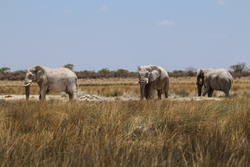 Naklejka na ściany i meble Elefantenbullenherde im Etosha-Nationalpark