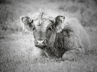 portrait of a scottish highlader calf in black and white