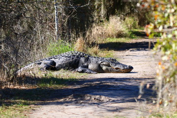 massive alligator