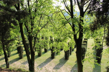 Fototapeta premium Trees in a wood