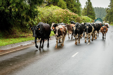 Cows are the main traffic during a foggy day on the roads of São Miguel, the Azores, Portugal.