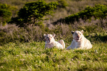 Two female white lions resting in the sun after eating their prey in Buffalo City, Eastern Cape, South Africa © Bert