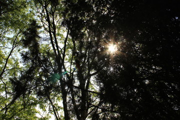 Obraz premium Sun through the branches