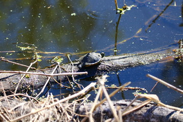 baby turtle
