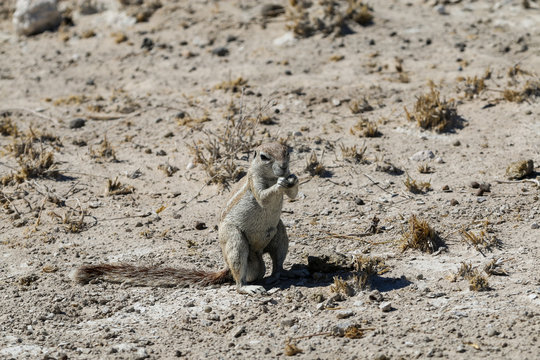 Kleines Erdm&auml;nnchen im Etosha-Nationalpark