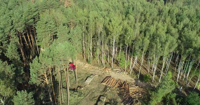 Work on the logging, the work of the machine lumberjack. The forestry industry. Pine Forest Harvesting Machine.  Forest Wheeled Harvesters. A cut-to-length (CTL) forest harvester.  From above
