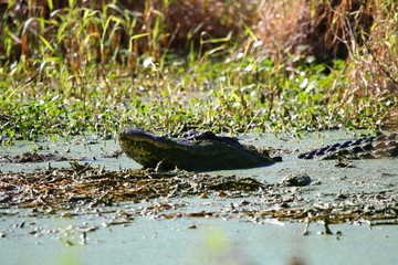 alligator sunning