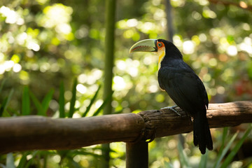 Tucan