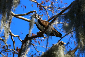 osprey with eaten fish