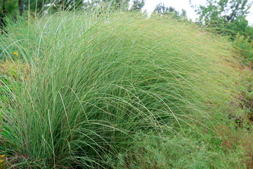 Gramineous plants in the botanical garden