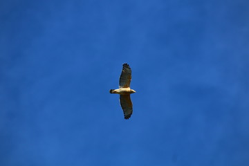 Red tail hawk