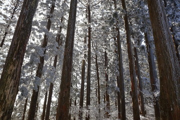 金剛山　樹氷