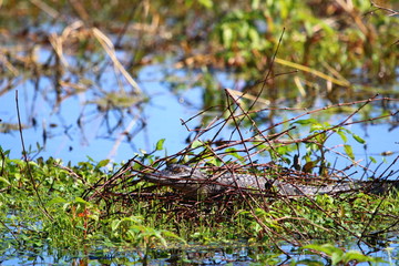 Baby alligator on lake shore