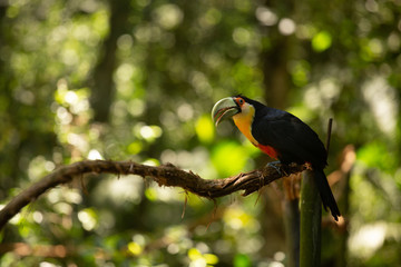 Tucan
