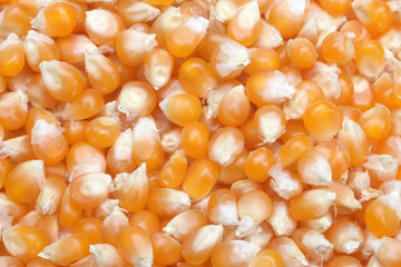 Corn seeds close up as background