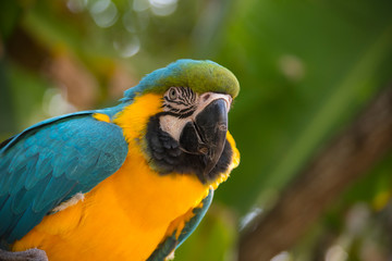 parrot