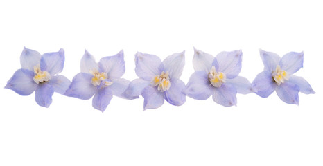 delphinium flowers isolated