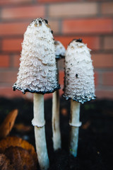 Shaggy ink cap. Lawyer's wig. Shaggy mane. The young mushrooms, before the gills start to turn black, are edible. Conditionally edible mushroom. Delicacy. © Yauhen Leukavets