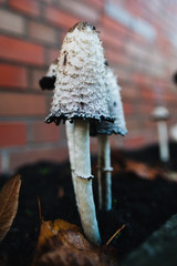 Shaggy ink cap. Lawyer's wig. Shaggy mane. The young mushrooms, before the gills start to turn...