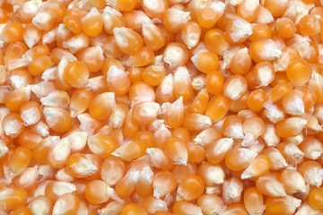 Corn seeds close up as background