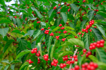 fruit of Lonicera japonica in the botanical garden, China
