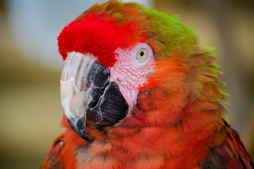parrot