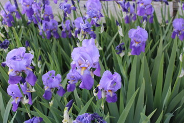 Blue iris in a field