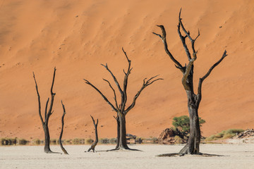 Deadvlei in der Namibwüste