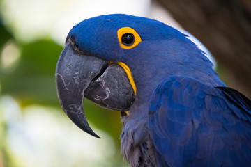 parrot